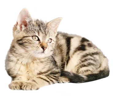 猫咪小猫动物 猫咪小猫动物