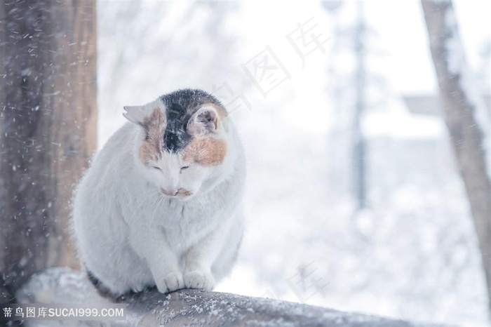 雪天的肥猫咪图片