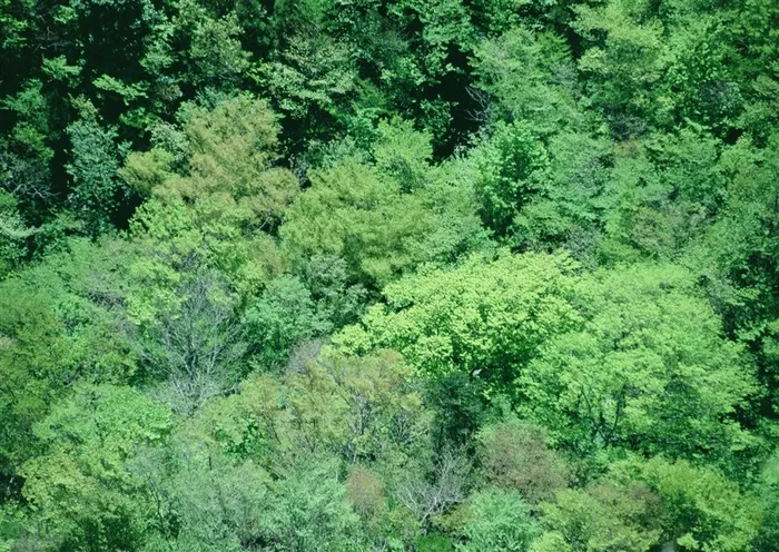 树木风景阳光jpg素材