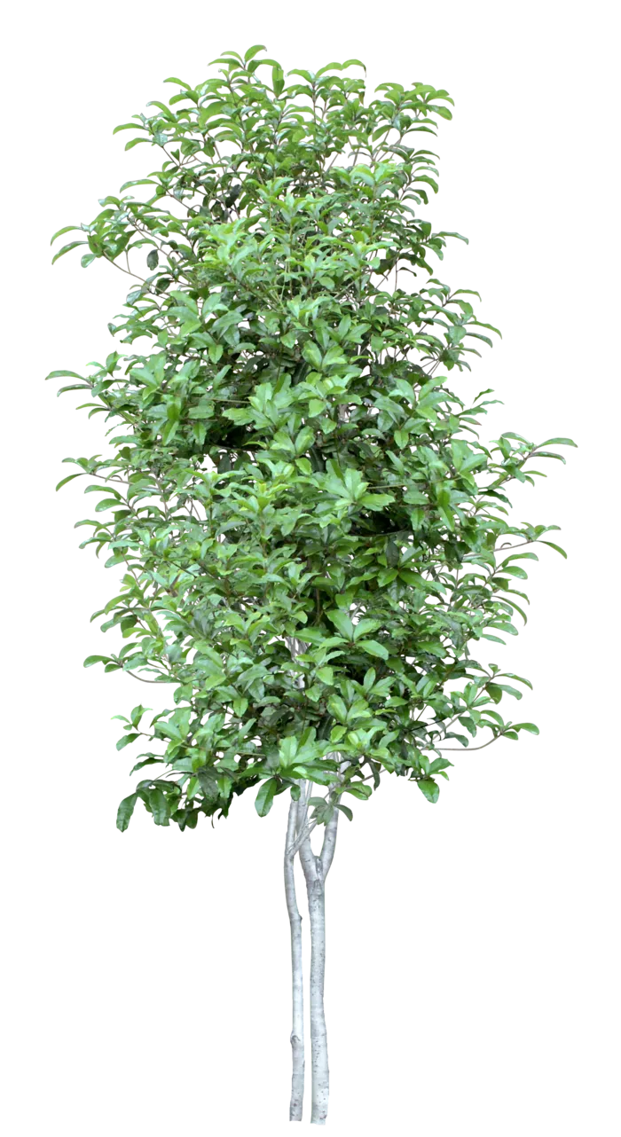 高清树木素材 免抠PSD植物素材 美术绘画园林贴图 树草灌木花草