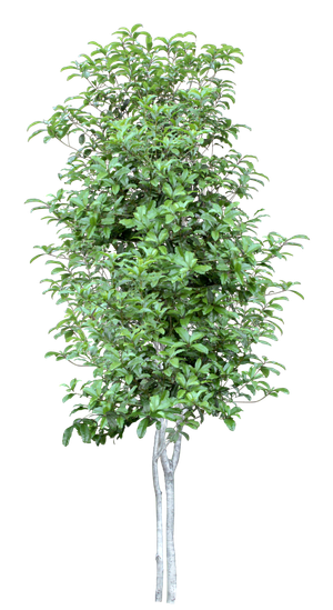 高清树木素材 免抠PSD植物素材 美术绘画园林贴图 树草灌木花草