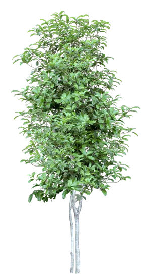 高清树木素材 免抠PSD植物素材 美术绘画园林贴图 树草灌木花草 高清树木素材 免抠PSD植物素材 美术绘画园林贴图 树草灌木花草