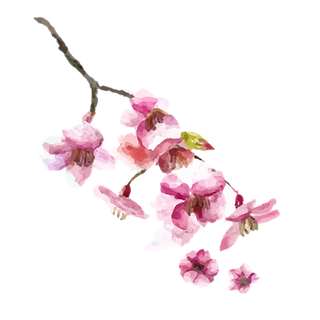 粉色花枝桃花情人节