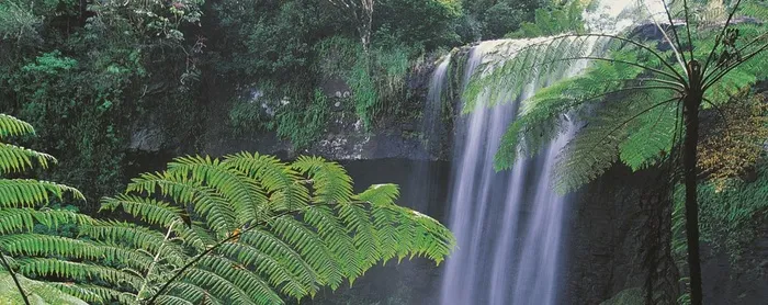 瀑布前的棕榈树枝