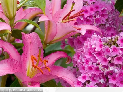 丰硕的粉红色百合花