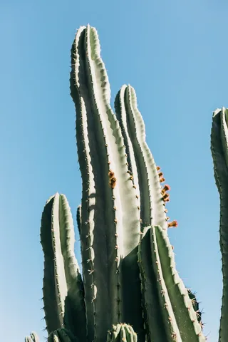 绿色仙人掌仙人球摄影素材