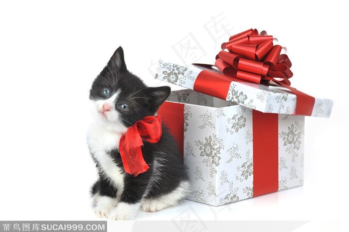 可爱的礼物—猫