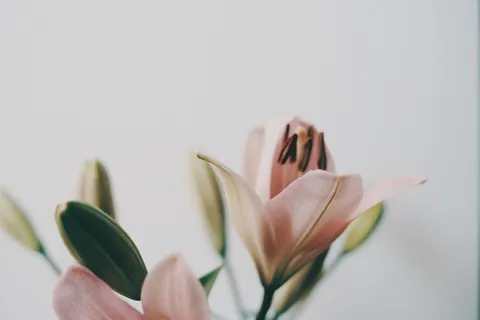 白色纯洁百合摄影素材