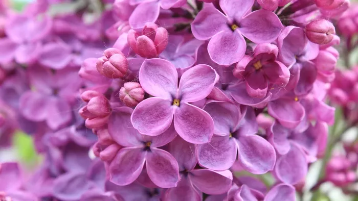 唯美高清紫色花朵花瓣