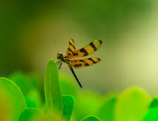 栖息的蜻蜓图片