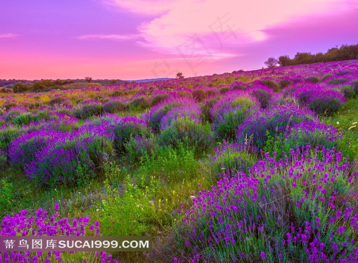 薰衣草摄影高清图片