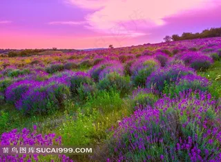 薰衣草摄影高清图片