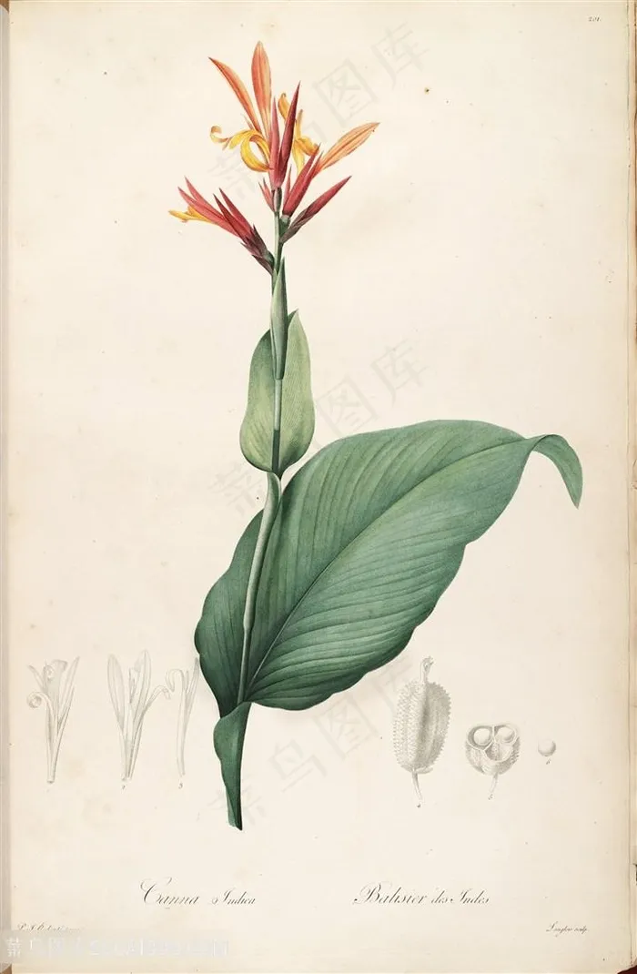 高清时尚雷杜德原版花草图谱