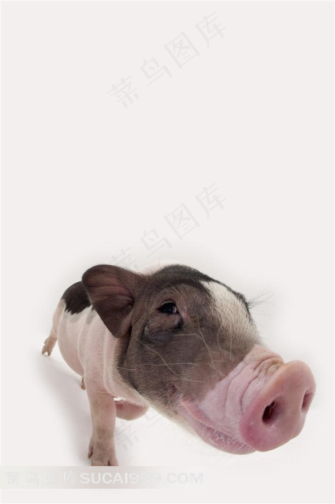 宠物猪滑稽表情摄影图片