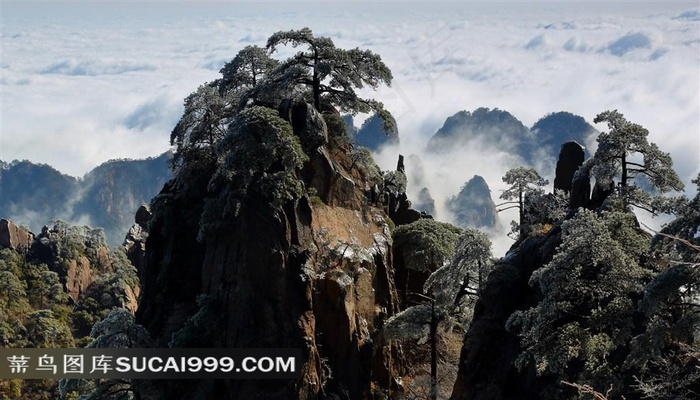 安徽黄山奇松风景素材图