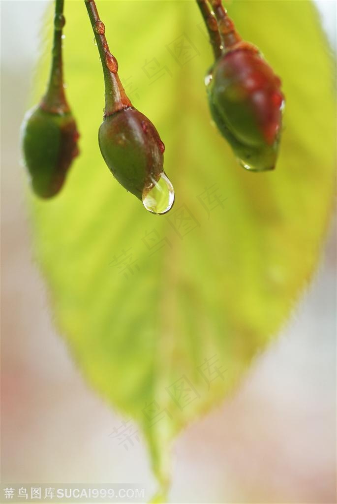 自然风景-一片叶子前挂着的三颗果实上的水珠