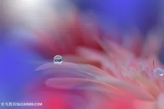 高清柔美水滴鲜花花瓣图片