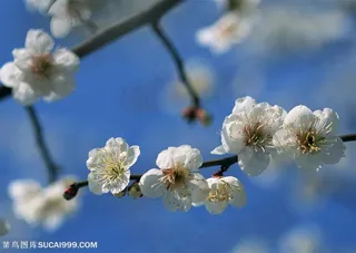 花卉物语-一串漂亮的白色梅花