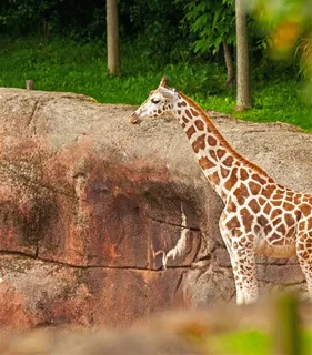 站在山上的野生动物长颈鹿图片