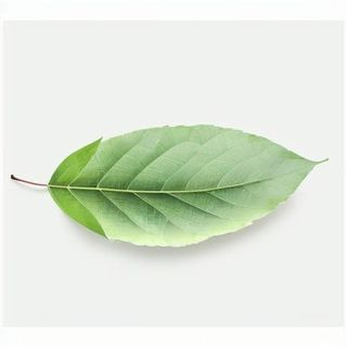 一片叶子png免抠