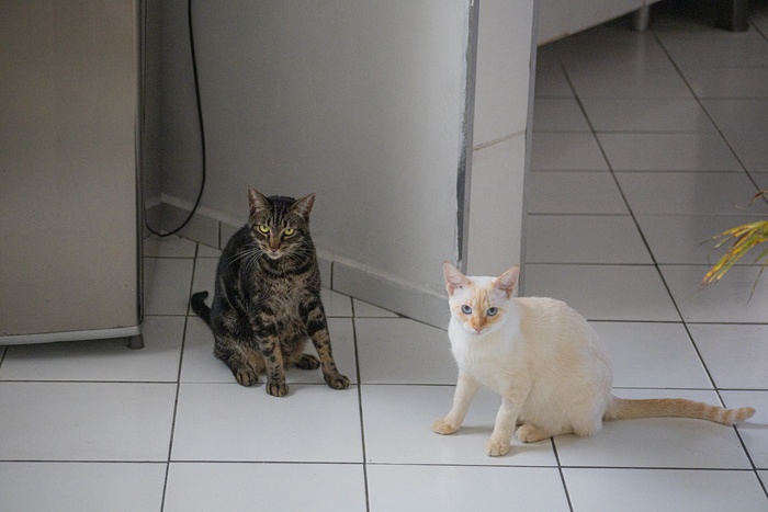 可爱猫咪猫猫摄影素材
