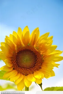 盛开的漂亮向日葵图片 盛开的漂亮向日葵图片