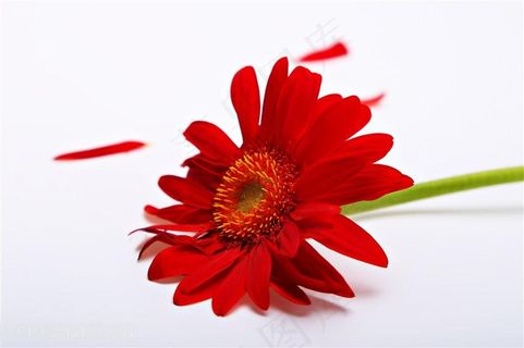 红色菊花大红色菊花