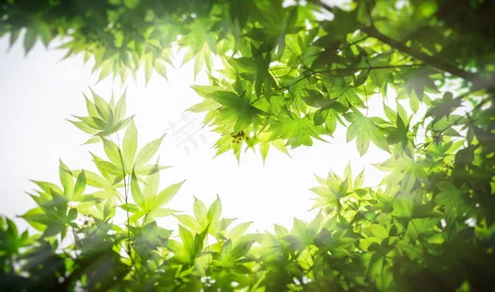 绿色树叶课件背景图片 绿色树叶课件背景图片