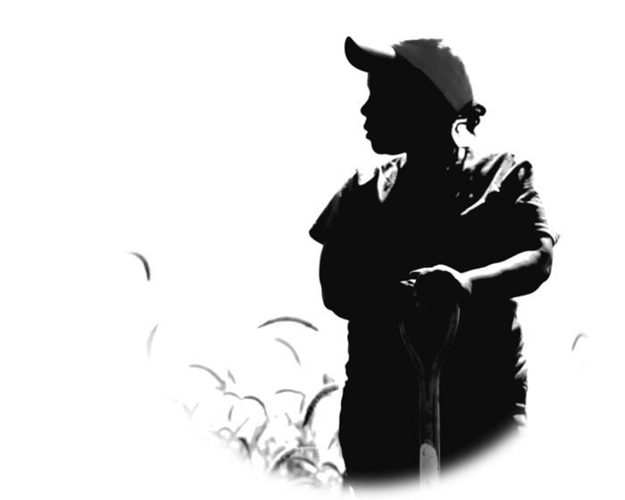 农民剪影现代农业