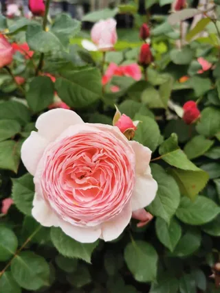 摄影照片-粉色月季花特写