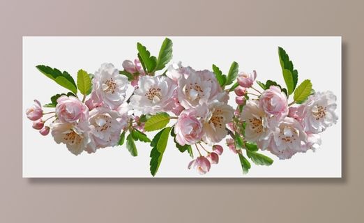 花朵 海棠 开花 花园 大自然的安排 装饰 剪出 孤