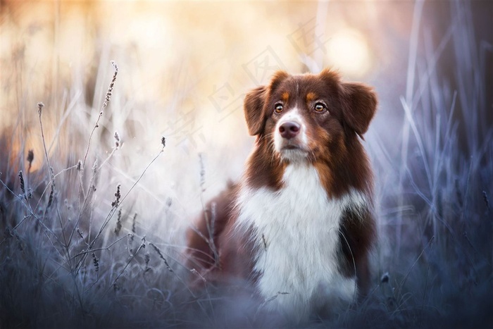 梦幻森林间可爱狗狗图片