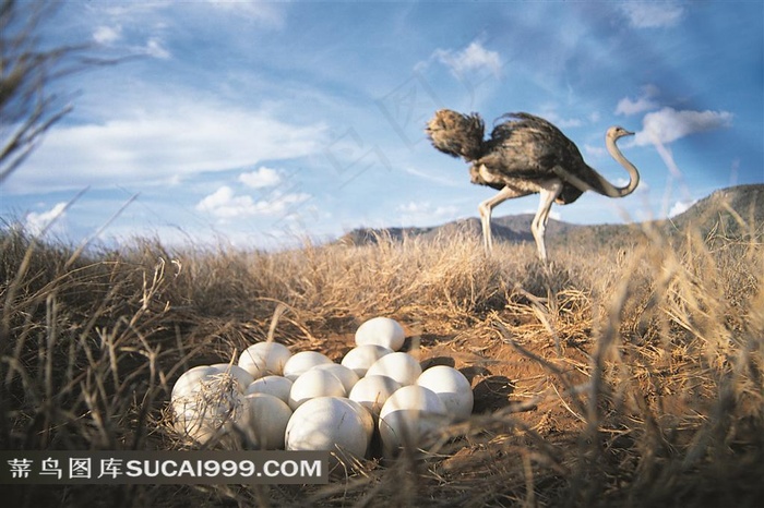 鸵鸟摄影高清图片