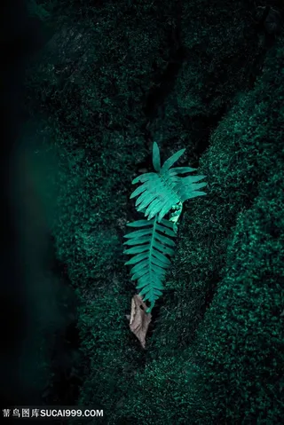 夹缝中的绿色植物图片