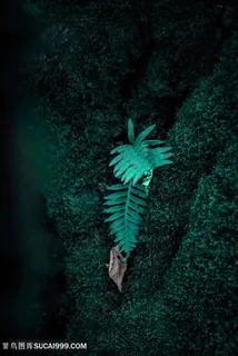 夹缝中的绿色植物图片 夹缝中的绿色植物图片
