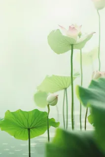 荷叶简约清新淡绿色背景