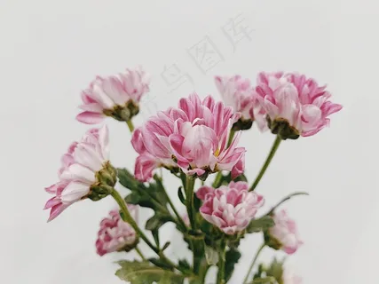 粉色菊花花束图片 粉色菊花花束图片