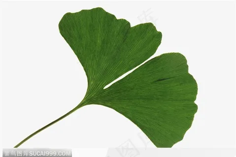 叶片标本(双叶) 叶片标本(双叶)