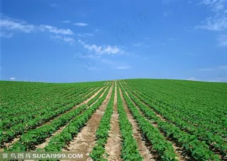 农作物-蓝天白云下的整齐的种植着大豆苗