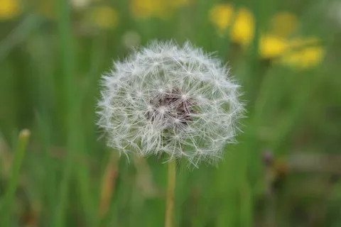 白色蒲公英图片 白色蒲公英图片