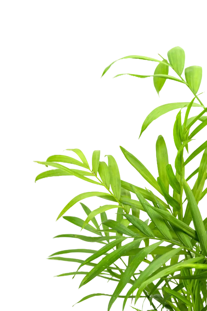 树木树枝树叶免扣素材