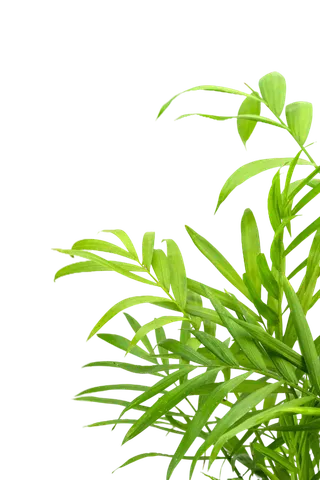 树木树枝树叶免扣素材