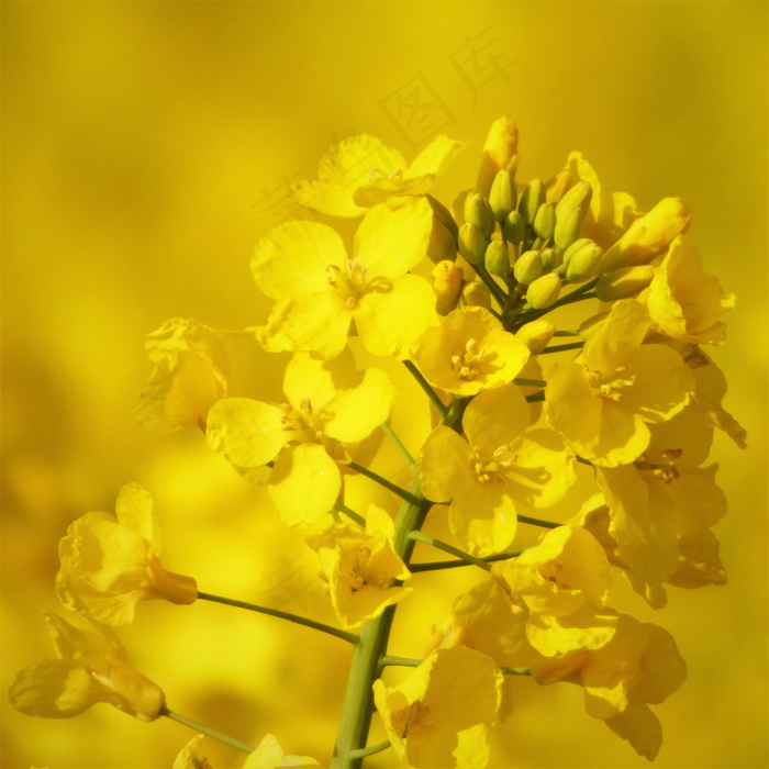 黄色油菜花特写图片