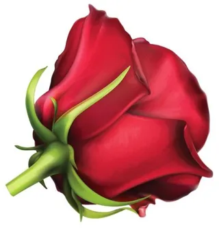 玫瑰 PNG免抠