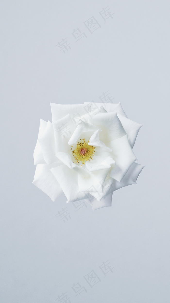 纯白花朵背景图片