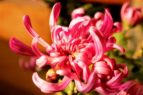 鲜花系列各种颜色的菊花大图