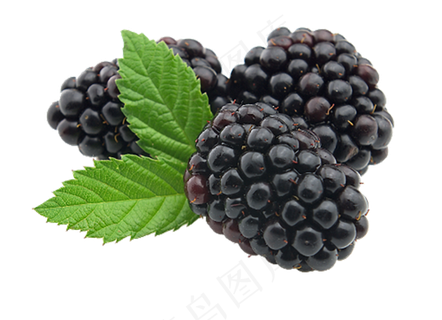 黑莓免抠素材 (28)
