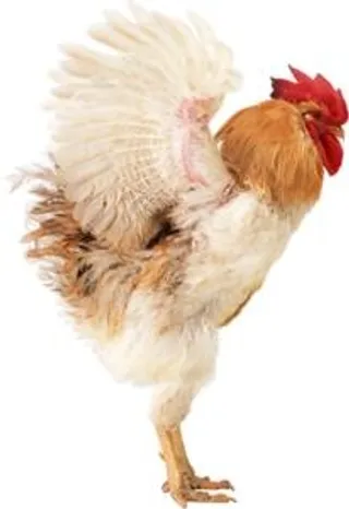 公鸡 PNG免抠