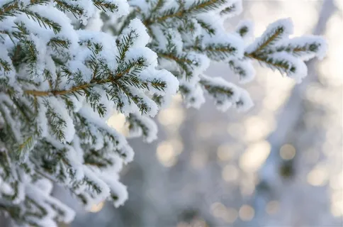 积着厚雪的松树 积着厚雪的松树