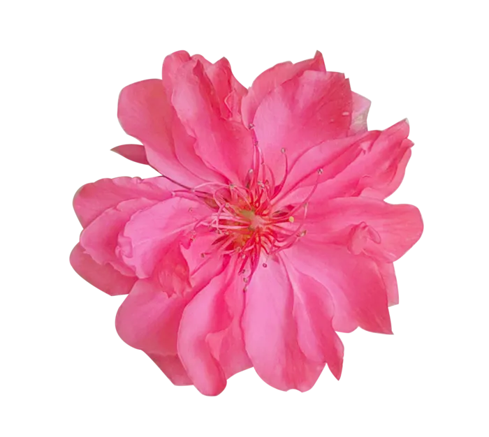 红色免扣樱花